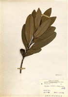 藏品(大頭茶)的圖片